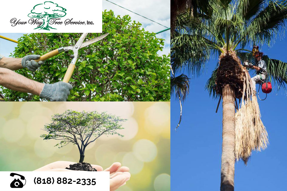Caring-for-Your-Fruit-Trees-with-Tree-Trimming-in-the-San-Fernando-Valley