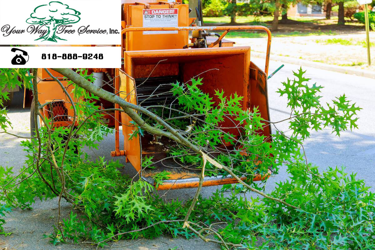 Hire a Tree Trimming Service in the San Fernando Valley