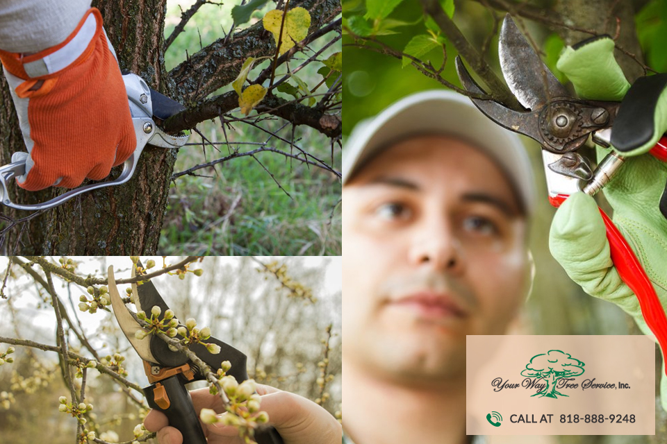 professional Tree Trimming in Sherman Oaks