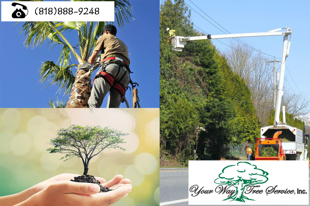 good Tree Removal Calabasas