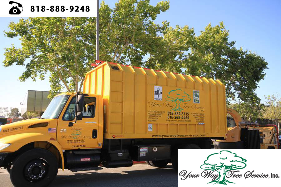 good Tree Service Contractor in Hidden Hills