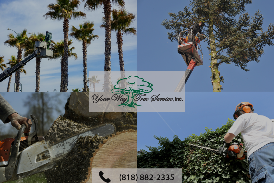 enhance-your-garden-with-professional-tree-trimming-in-van-nuys