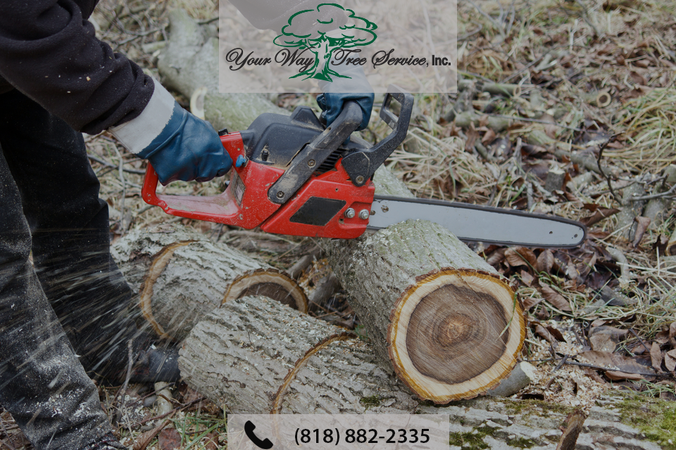 Get Expert Help with Tree Removal in Brentwood