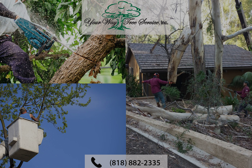 tree-removal-beverly-hills-1