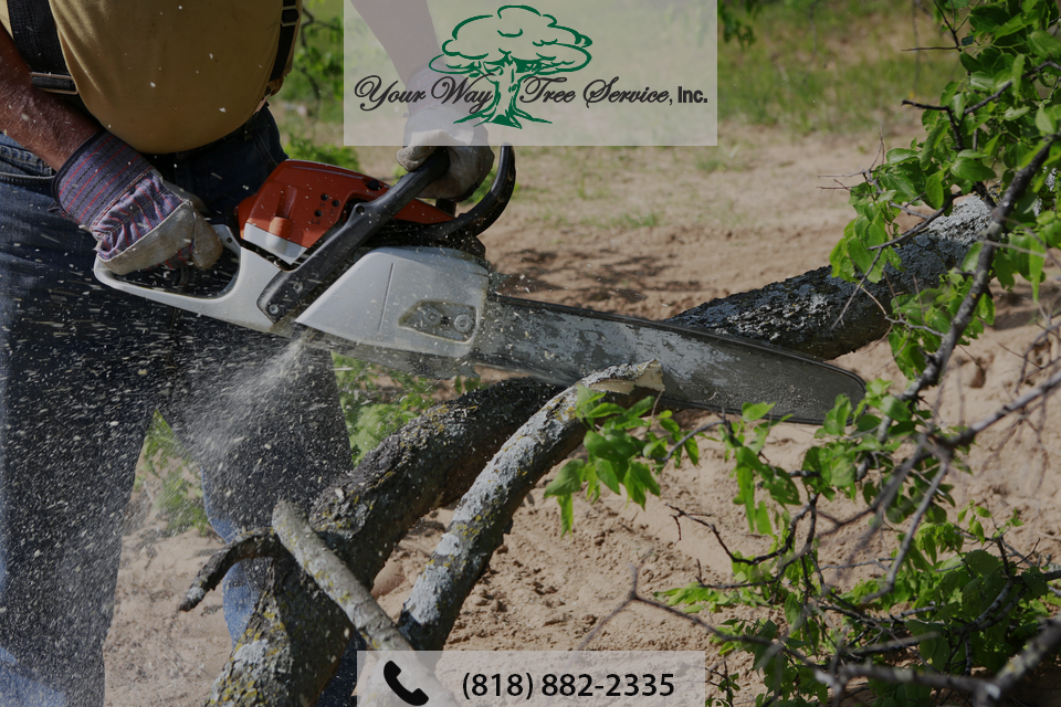 tree-removal-beverly-hills