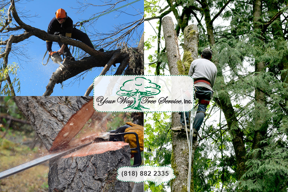 Emergency Tree Removal in Agoura Hills