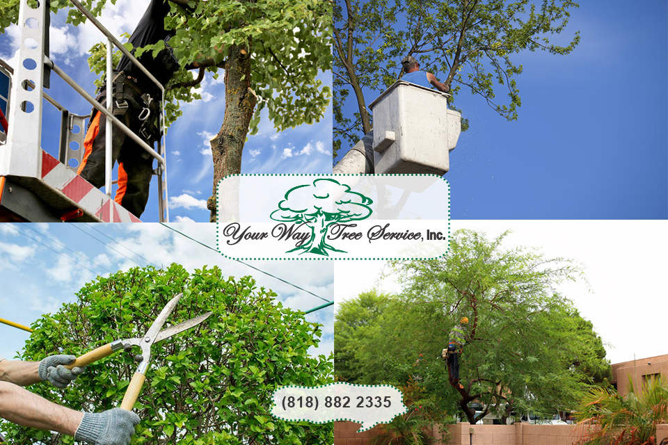 Tree Trimming in Reseda Serves Several Purposes