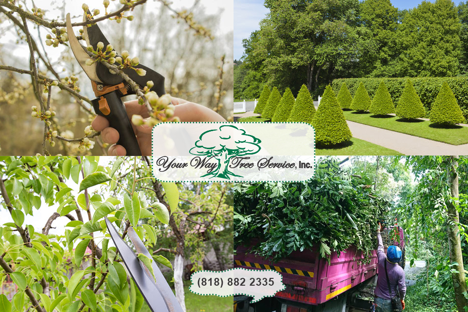 Tree Trimming in Reseda Serves Several Purposes