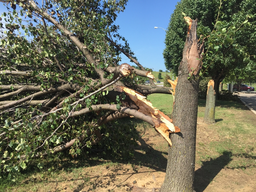professional tree removal service in sherman oaks