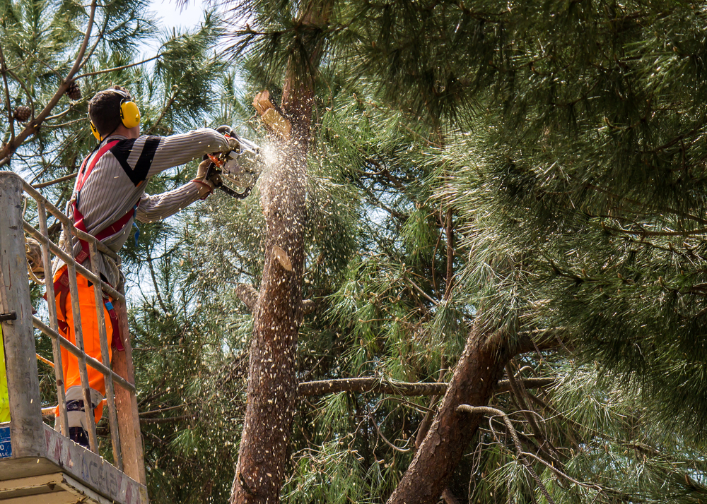 Tree Service in Beverly Hills