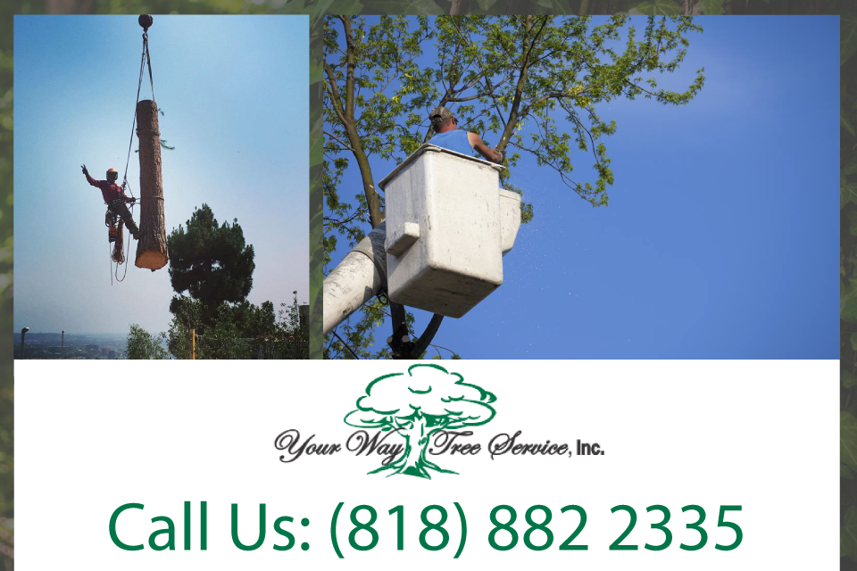 quality-tree-service-in-calabasas