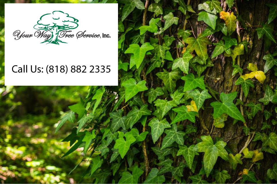 quality-tree-service-in-calabasas