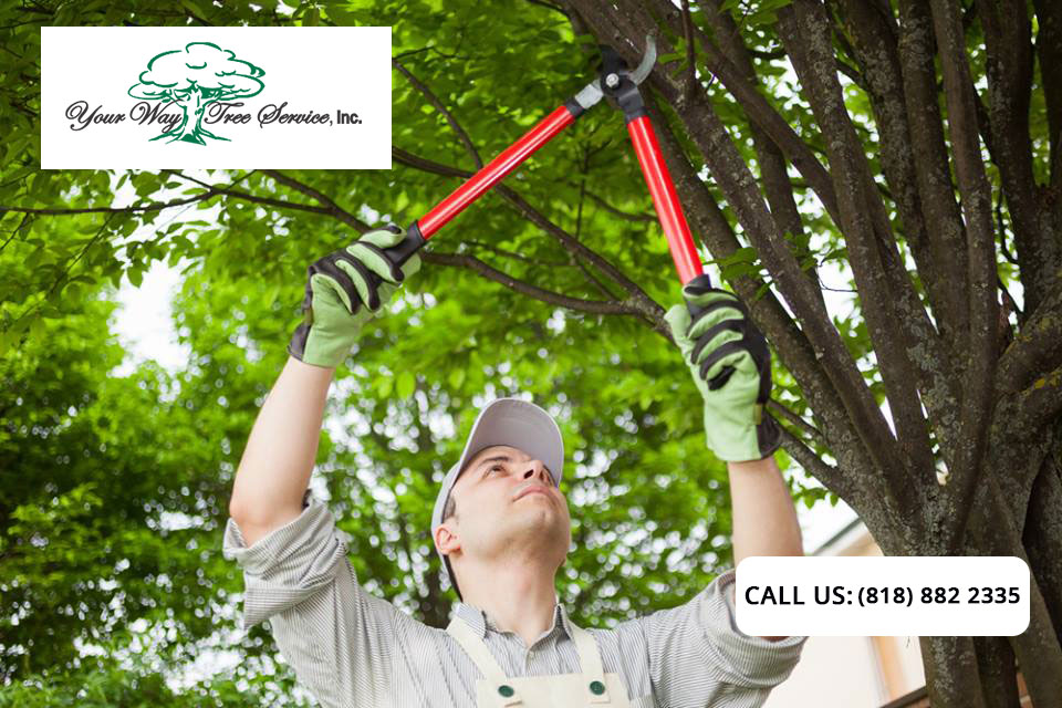 Professional Pruning and Why Your Garden Needs it