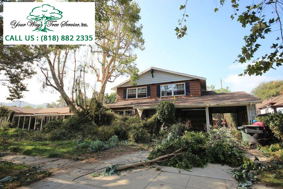 How to Lower Your Risk of Tree Damage during Storm Season?