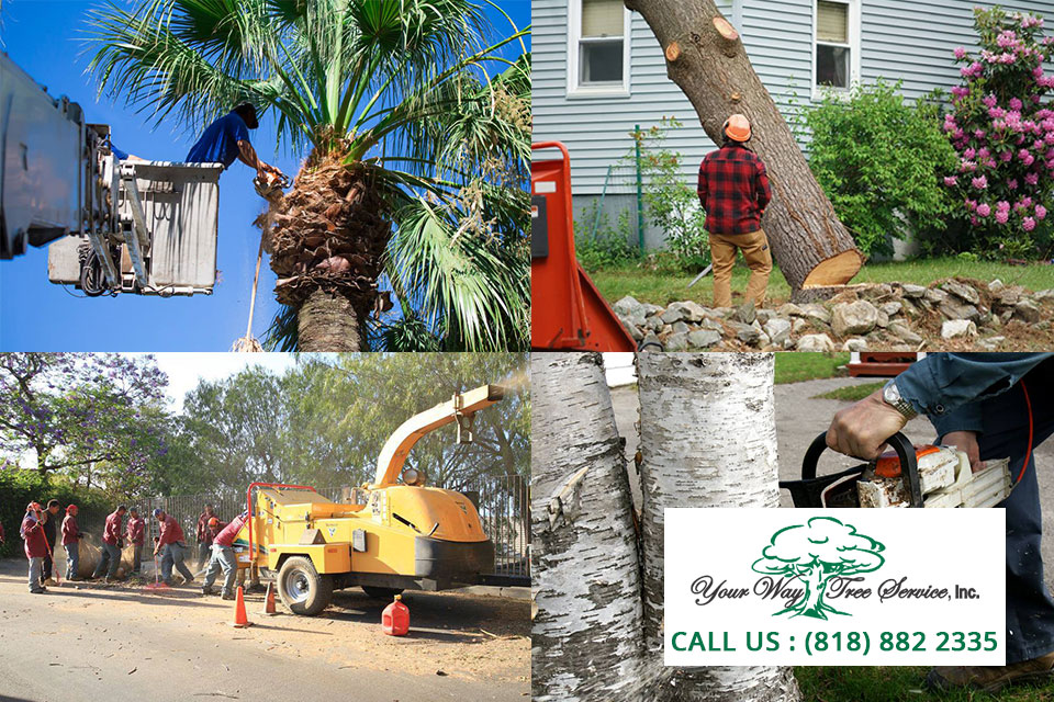 Enhance Your Garden With Our Professional Tree Service In Encino