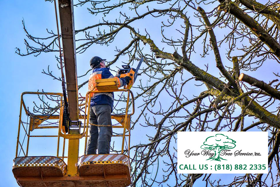 Enhance Your Garden With Our Professional Tree Service In Encino