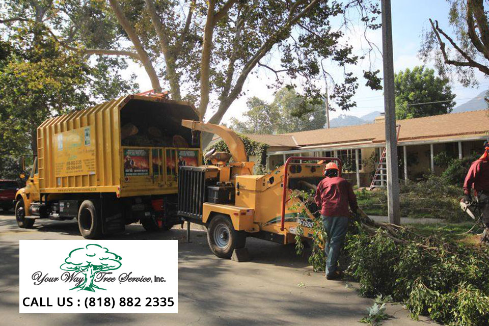 tree-removal-service-in-van-nuys