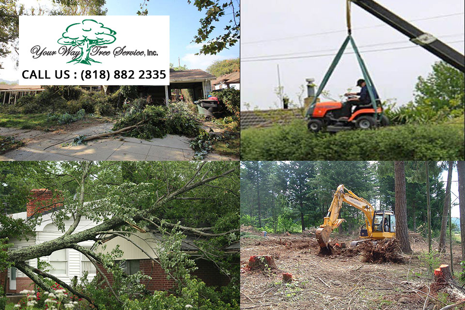 tree-removal-service-in-van-nuys2