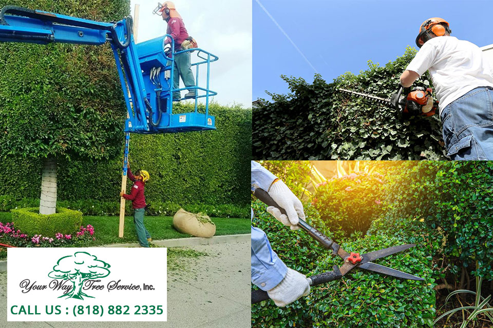 Contain Valuable Trees With A Tree Trimming Service In Valley Village