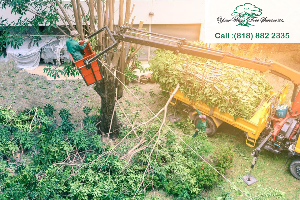 A Residential Tree Service