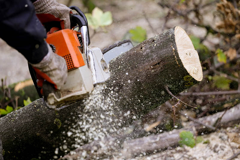 a Tree Removal in Northridge