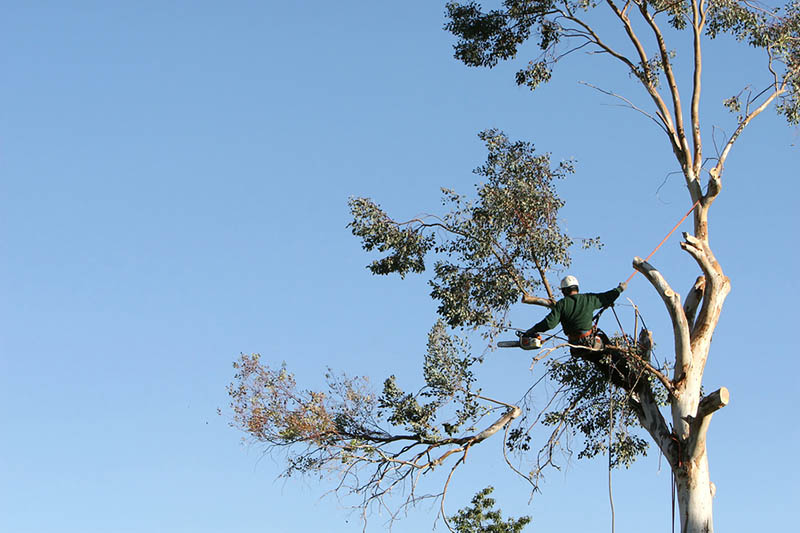 a Tree Removal in Northridge