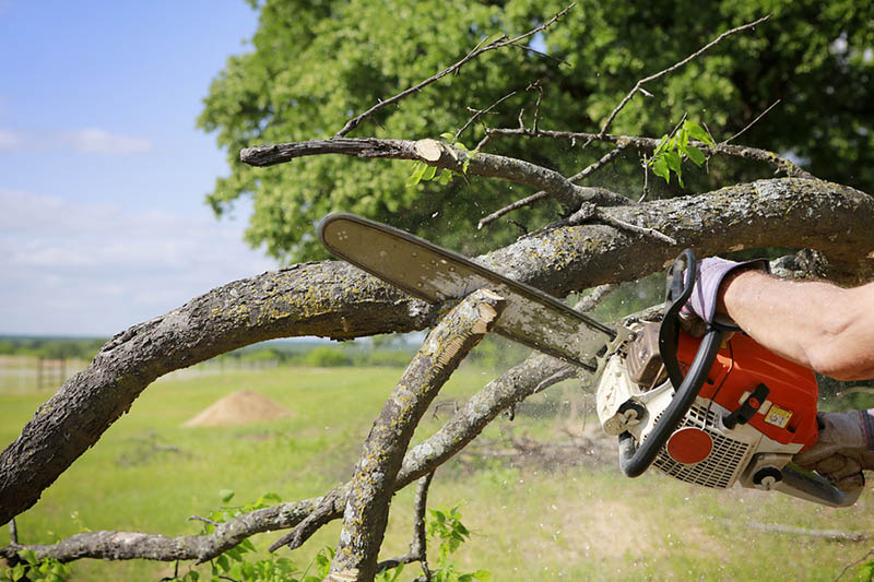 Tree removal Sherman Oaks service