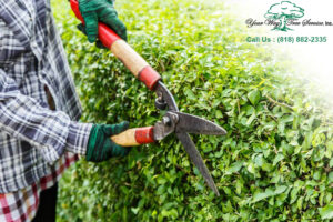 tree care and tree removal or