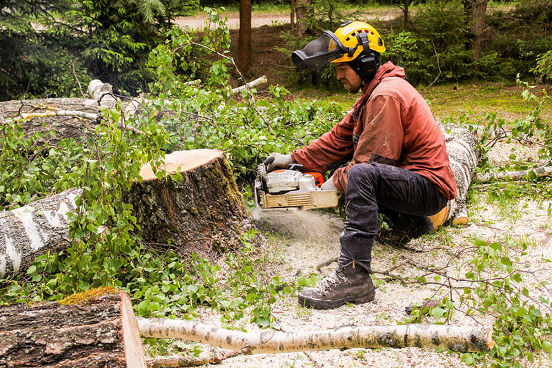 Schedule a Tree Trimming Service Near Me | Residential Tree Service