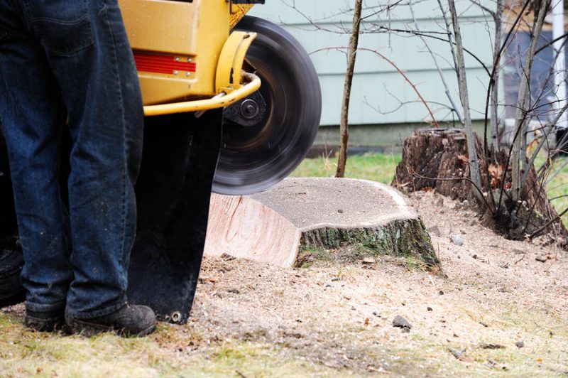 Tree removal and stump grinding