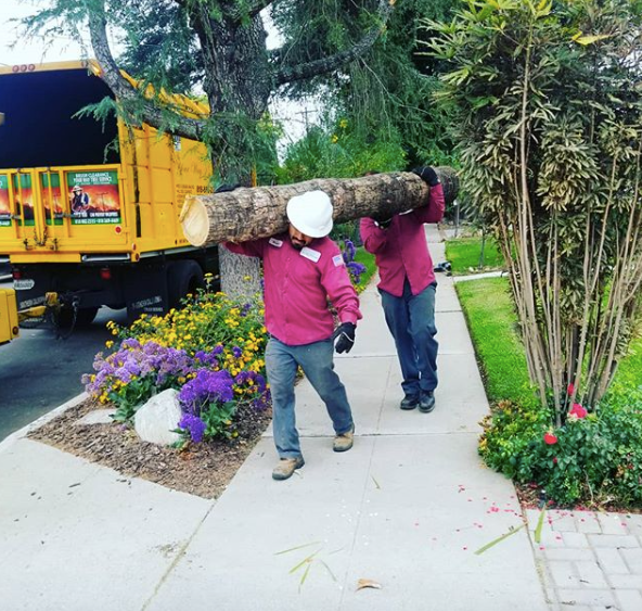 Tree Removal In Northridge