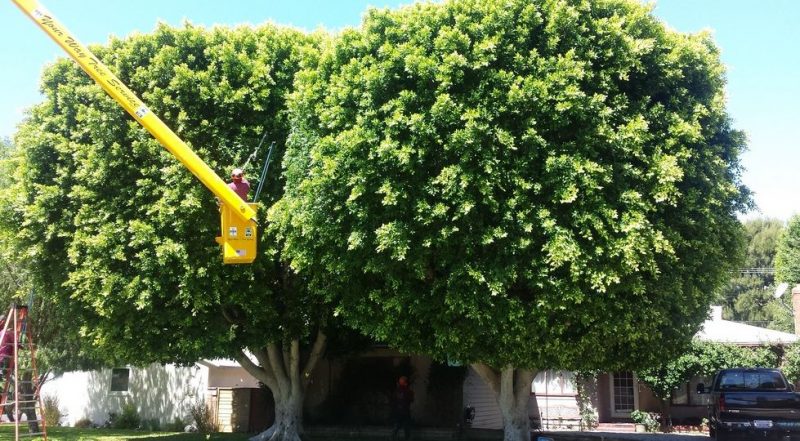 tree trimming in Santa Barbara