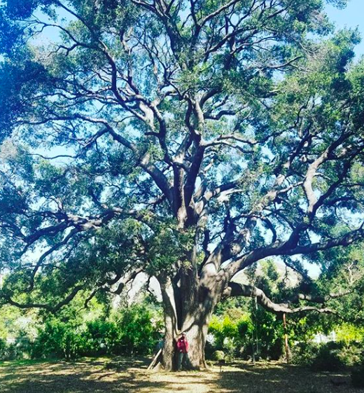 tree trimming service