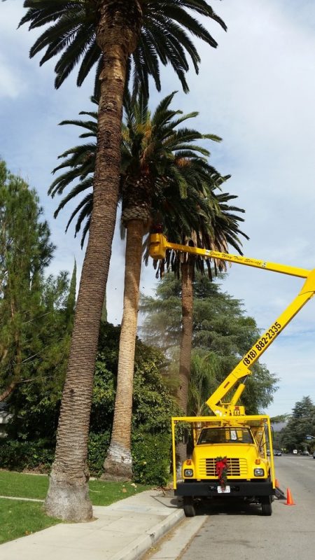 Palm tree removal