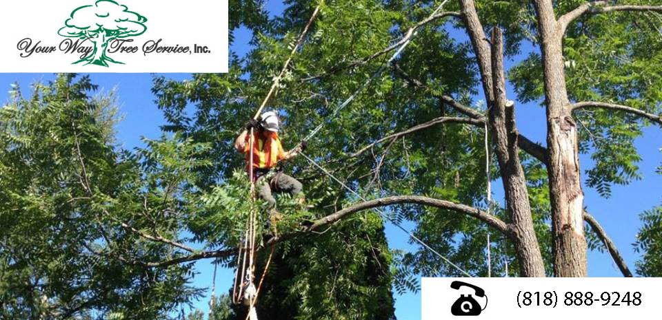 tree trimming near me