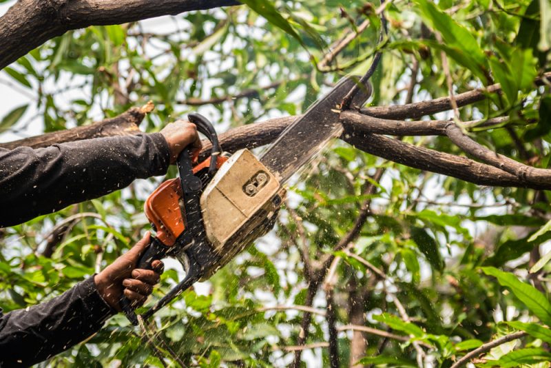 tree trimming service in Los Angeles