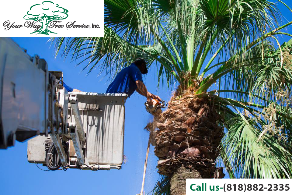 palm tree removal