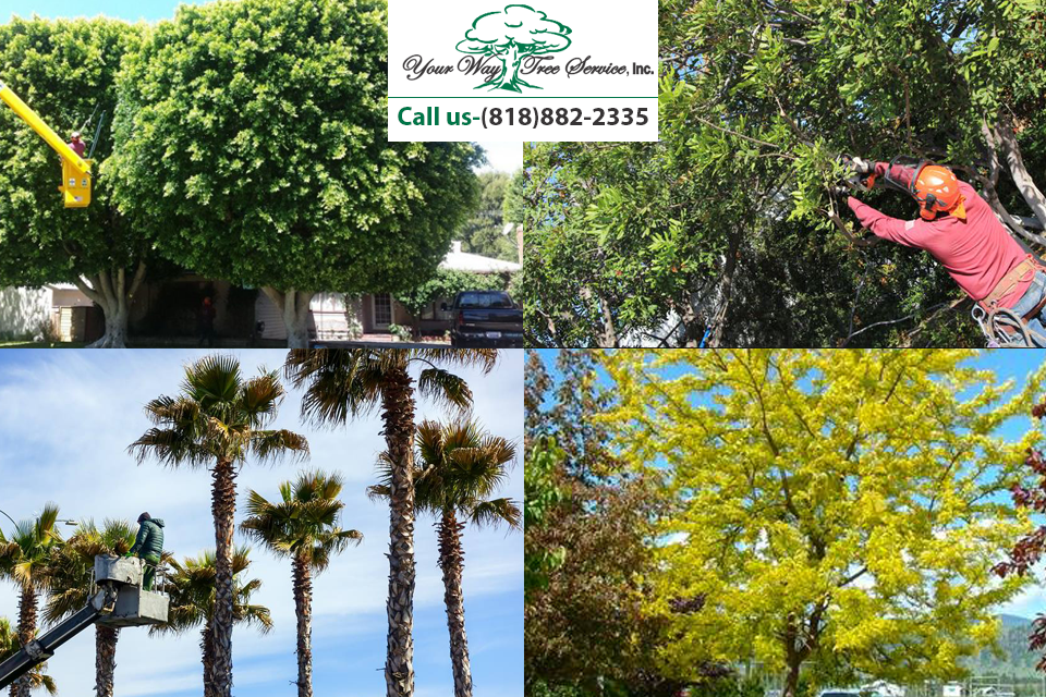 Tree Trimming