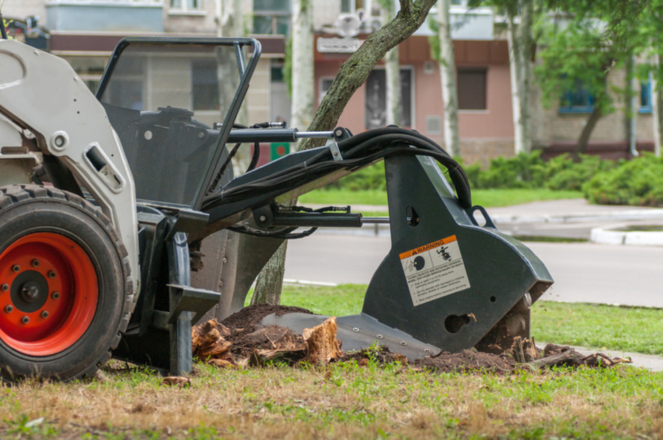 tree trimmer service near me