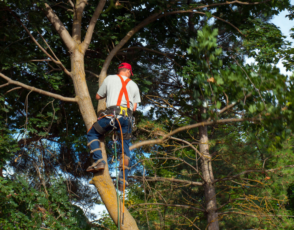 residential tree trimming