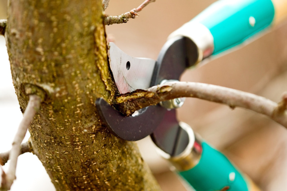 "Tree Trimming Services Near Me" to Handle Trees | Tree ...