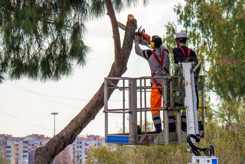 commercial tree trimming