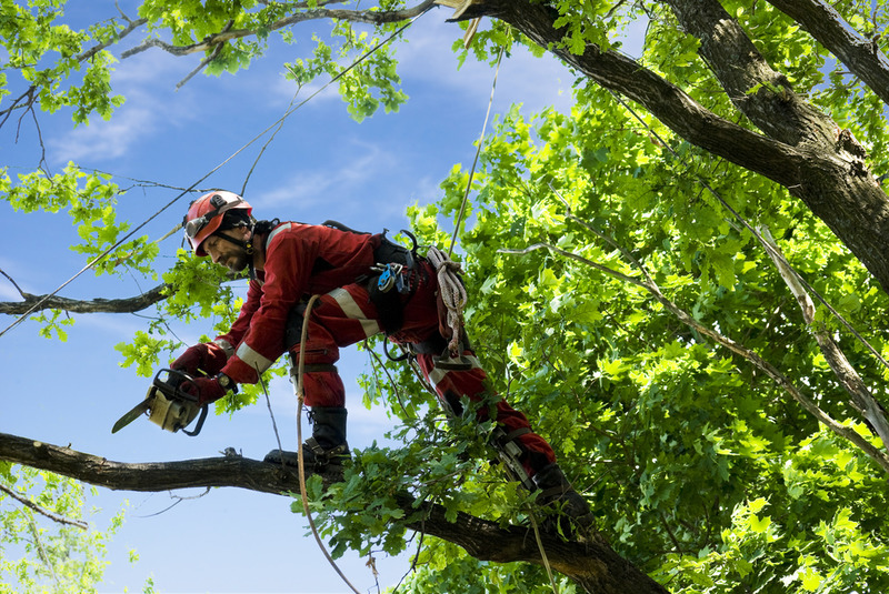 residential tree trimming service