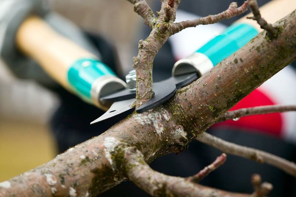 benefits to tree trimming