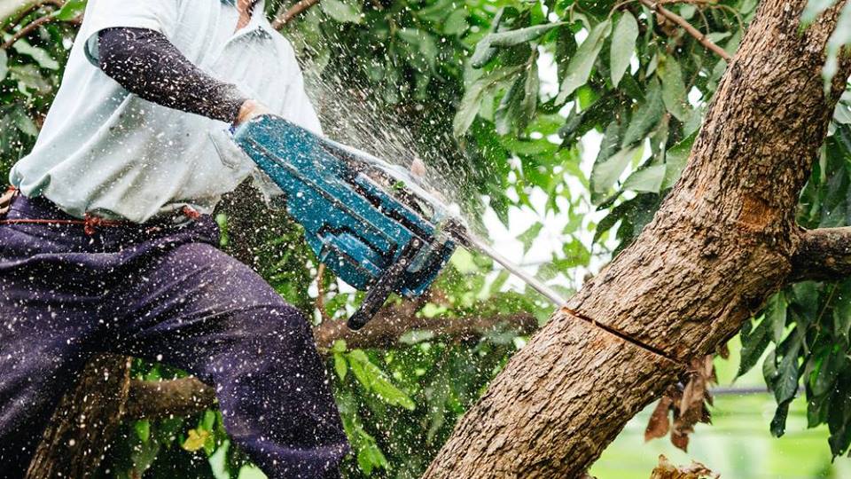 licensed and bonded tree removal