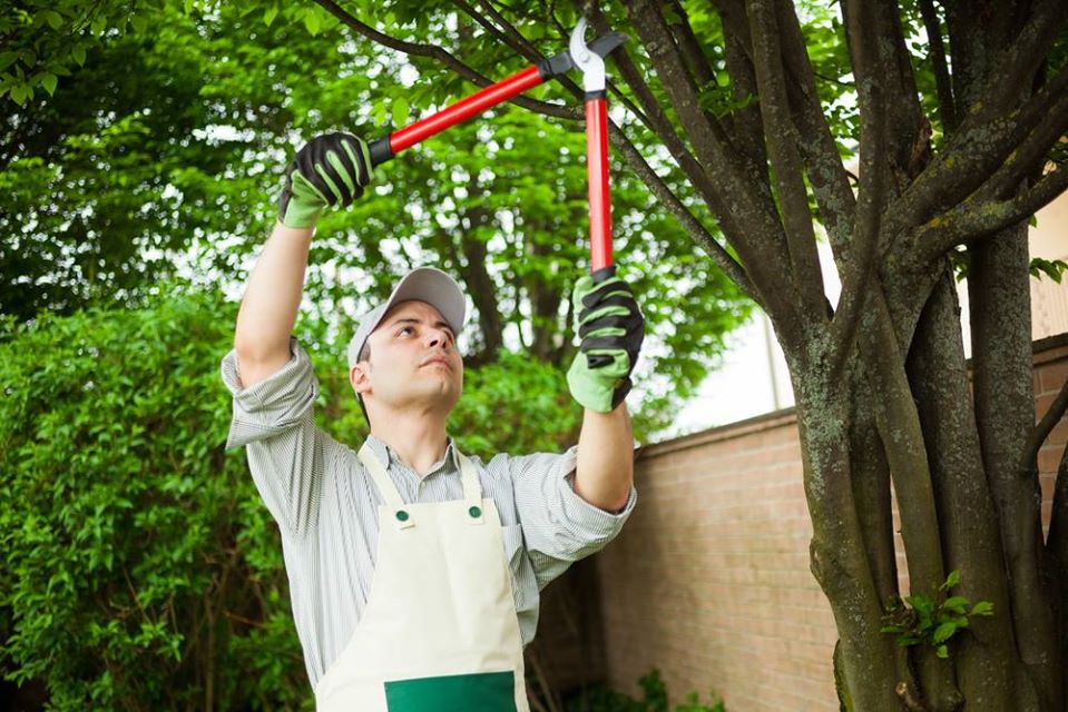 tree trimming in Valley Village