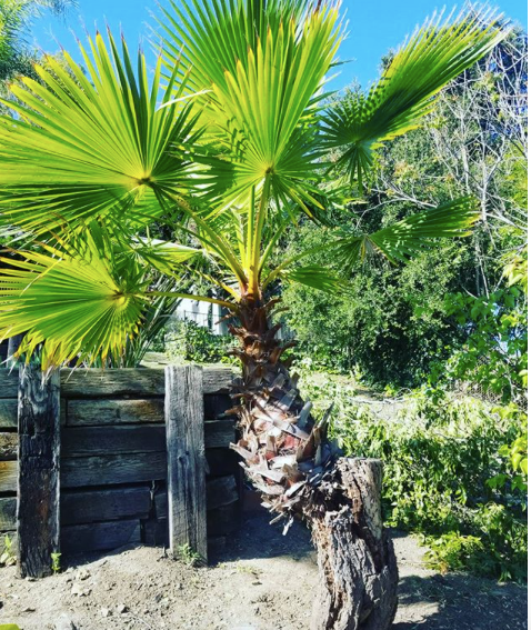  palm tree removal