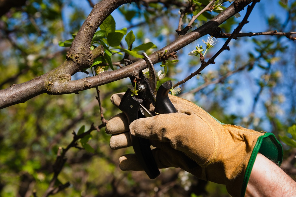 benefits of tree trimming