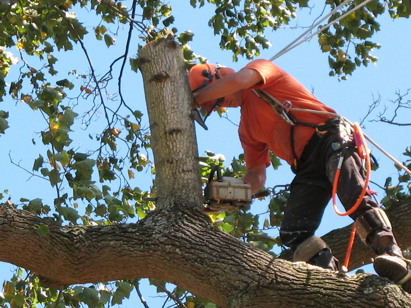 Home - Henderson Tree Service, Tree Trimming Services and Tree Removal  Services
