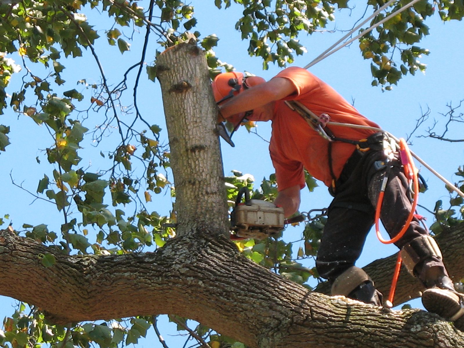 Tree Trimming Hiram Ga